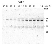 VDR1 | Violaxanthin de-epoxidase-related protein in the group Antibodies Plant/Algal  / Photosynthesis  / Light acclimation at Agrisera AB (Antibodies for research) (AS12 2117)